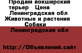 Продам йокширский терьер › Цена ­ 6 000 - Ленинградская обл. Животные и растения » Собаки   . Ленинградская обл.